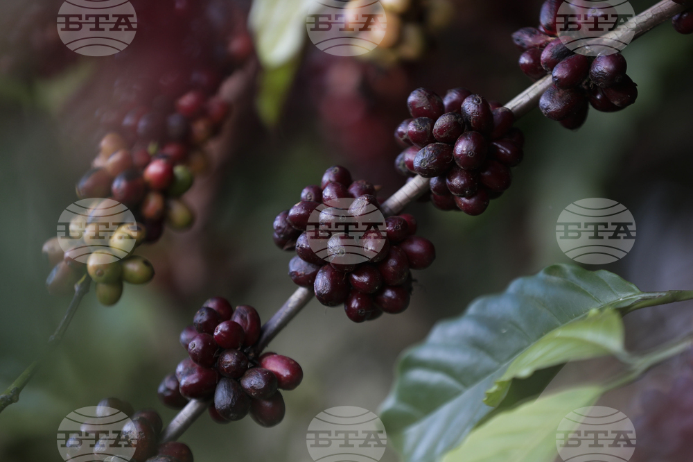 Brazil Coffee