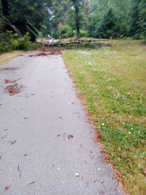 След поредно паднало дърво в парк “Врана”: Стефан Арсов призовава Васил Терзиев да се яви лично и да предаде собствеността на парка на държавата