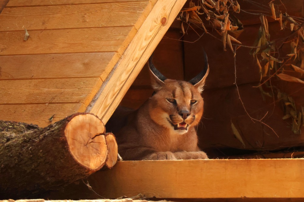 Старозагорският зоопарк се сдоби с нови обитатели: сервали, азиатски диви кучета и каракали