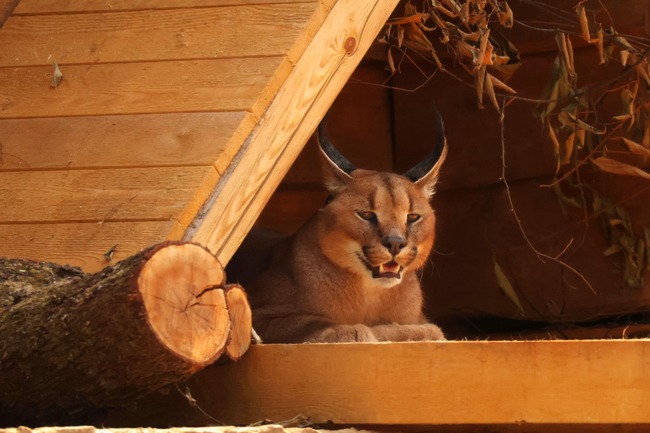 Старозагорският зоопарк се сдоби с нови обитатели: сервали, азиатски диви кучета и каракали