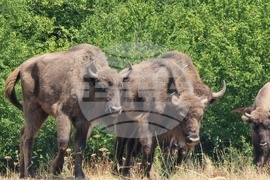 Държавно ловно стопанство „Женда“ - зубри - освобождаване