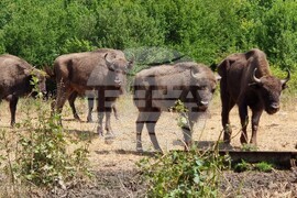 Държавно ловно стопанство „Женда“ - зубри - освобождаване