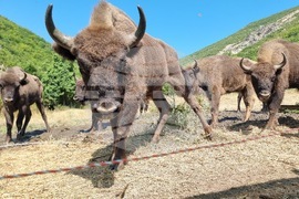 Държавно ловно стопанство „Женда“ - зубри - освобождаване