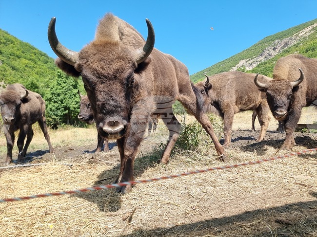 Rewilding Rhodopes Foundation Release Nine Bison in Eastern Rhodope Mountains