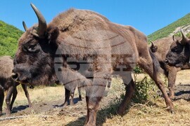 Държавно ловно стопанство „Женда“ - зубри - освобождаване