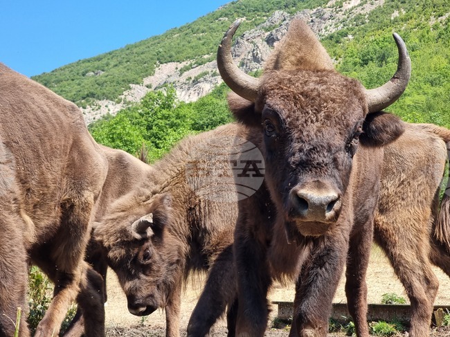 Бизон на име Тайфун бе върнат в природния парк "Фрушка гора" в Сърбия след няколкодневно бягство