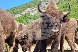 Държавно ловно стопанство „Женда“ - зубри - освобождаване