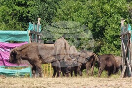 Държавно ловно стопанство „Женда“ - зубри - освобождаване