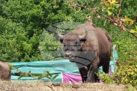 Държавно ловно стопанство „Женда“ - зубри - освобождаване