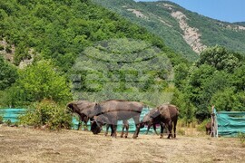 Държавно ловно стопанство „Женда“ - зубри - освобождаване