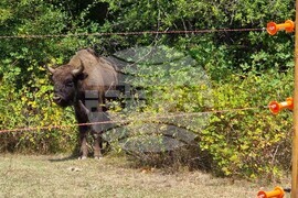 Държавно ловно стопанство „Женда“ - зубри - освобождаване