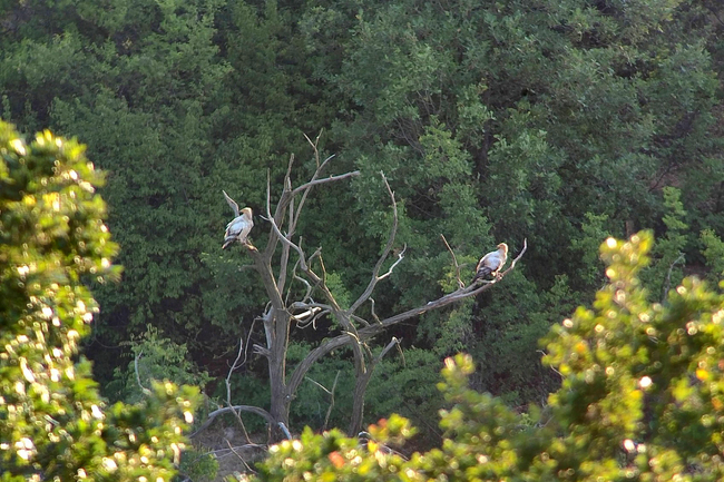 New Pair of Egyptian Vultures Settle in Eastern Rhodope Mountains 