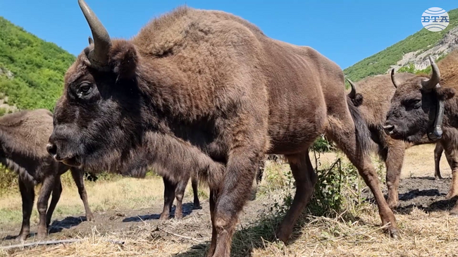 В дивата природа в Източните Родопи бяха пуснати девет зубъра
