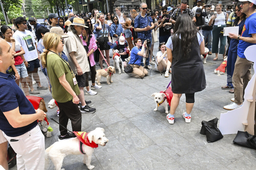 Pumpkin Pet Insurance's Krypto the Superdog Look-Alike Contest