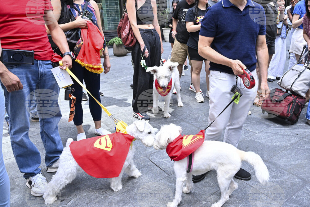 Pumpkin Pet Insurance's Krypto the Superdog Look-Alike Contest
