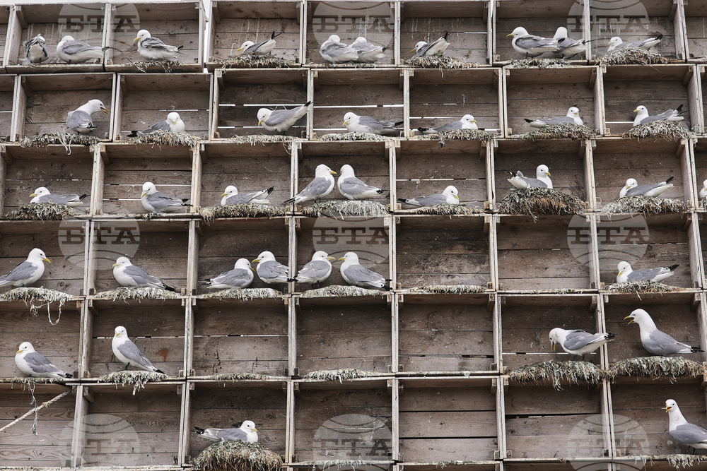 Norway Seabirds