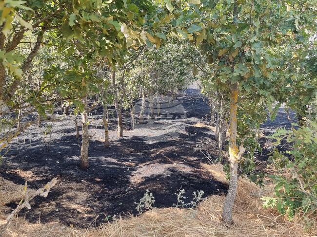 Продължава наблюдението и гасенето на тлеещите огнища от пожара в община Болярово, остава в сила частичното бедствено положение