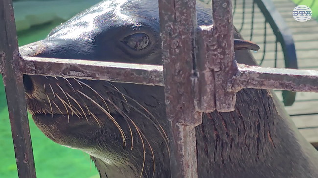 Пингвинът Перо и морският лъв Берт понасят добре високите температури в зоопарка в Белград