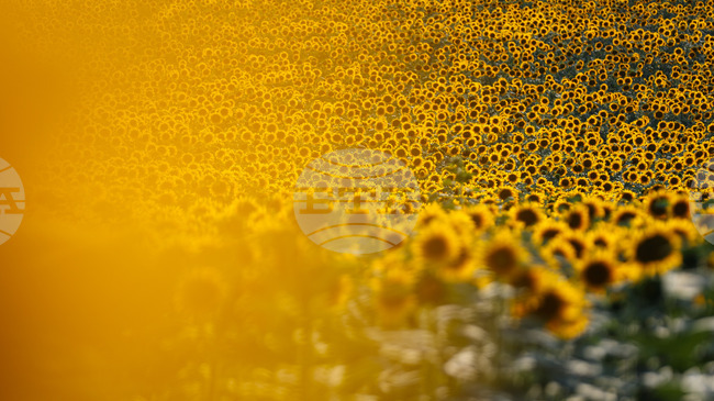 Европейската комисия отпуска спешна помощ от 7,4 млн. евро за българските земеделци