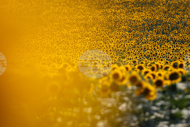 Европейската комисия отпуска спешна помощ от 7,4 млн. евро за българските земеделци