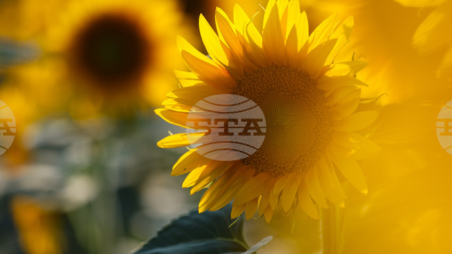 Два пъти над нормата е количеството пестицид, открито в третия кораб с аржентински слънчоглед, пристигнал в България