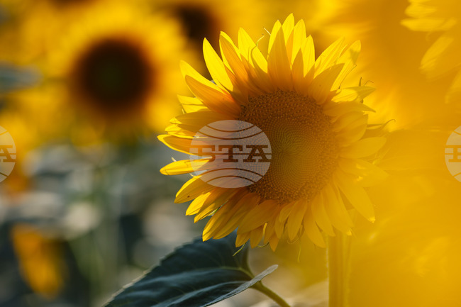 Два пъти над нормата е количеството пестицид, открито в третия кораб с аржентински слънчоглед, пристигнал в България