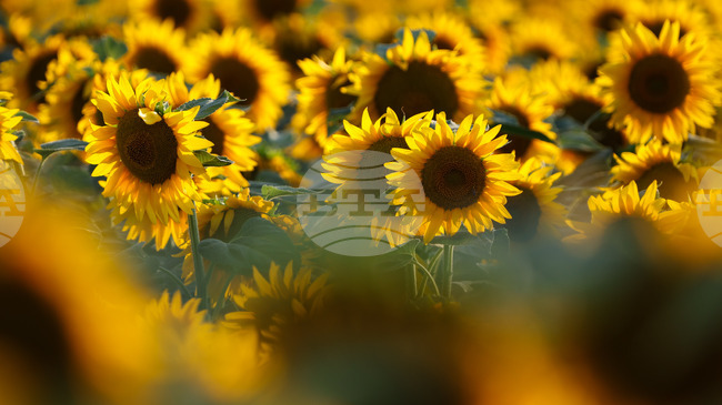 Изпълнителният директор на БАБХ и търговското аташе на Аржентина у нас обсъдиха контрола на вносния слънчоглед