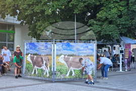 Разград - „Да правим таратор, а не терор“ – състезание