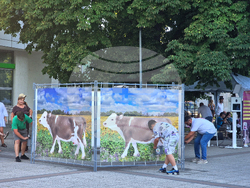 Разград - „Да правим таратор, а не терор“ – състезание