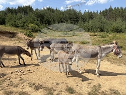 Село Ярлово - магарешка ферма