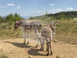 Село Ярлово - магарешка ферма
