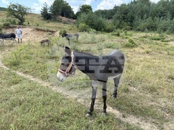 Село Ярлово - магарешка ферма