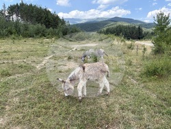 Село Ярлово - магарешка ферма