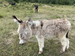 Село Ярлово - магарешка ферма