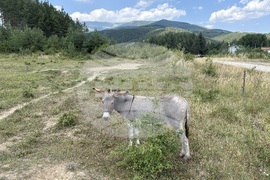 Село Ярлово - магарешка ферма
