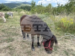 Село Ярлово - магарешка ферма