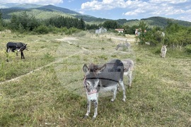 Село Ярлово - магарешка ферма
