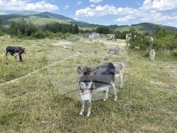 Село Ярлово - магарешка ферма