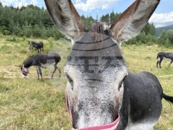 Село Ярлово - магарешка ферма