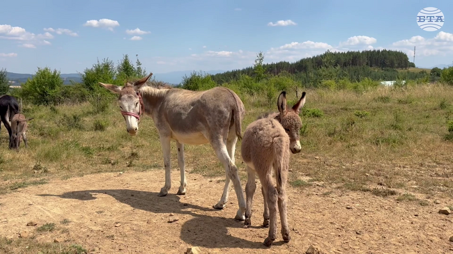 Семейство от самоковското село Ярлово отглежда магарета и произвежда магарешко мляко във фамилна ферма