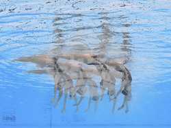 Singapore Swimming Worlds