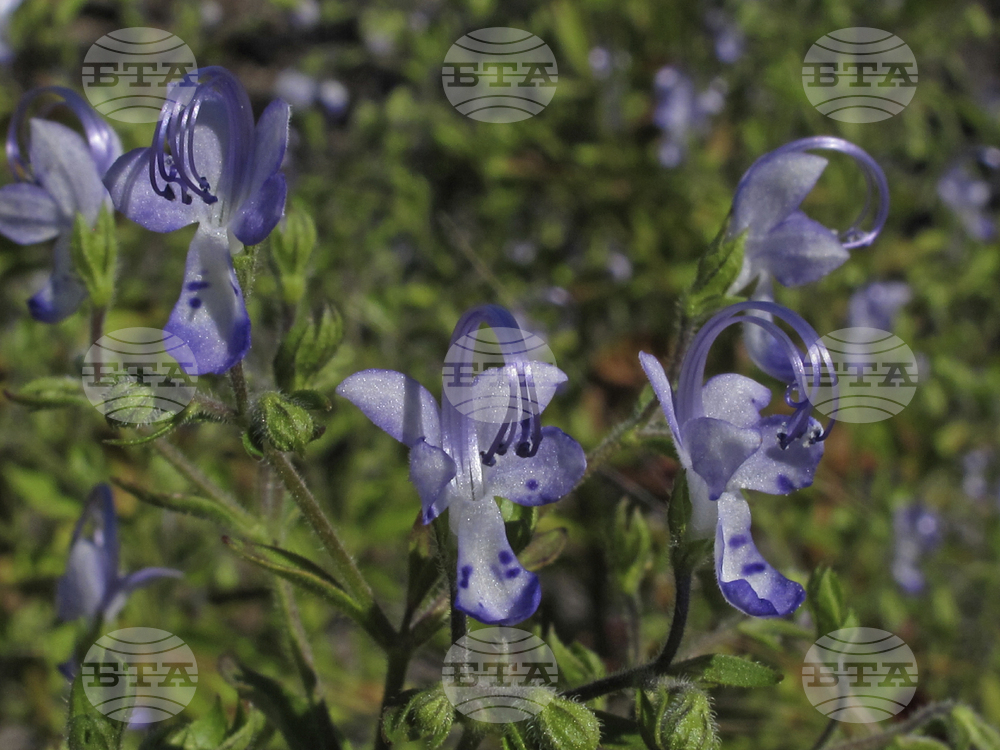 Gardening-Native Annuals