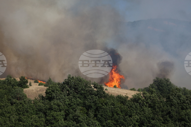 Wildfires Are Becoming More Frequent, Intense, and Closer to Populated Areas, WWF Warn