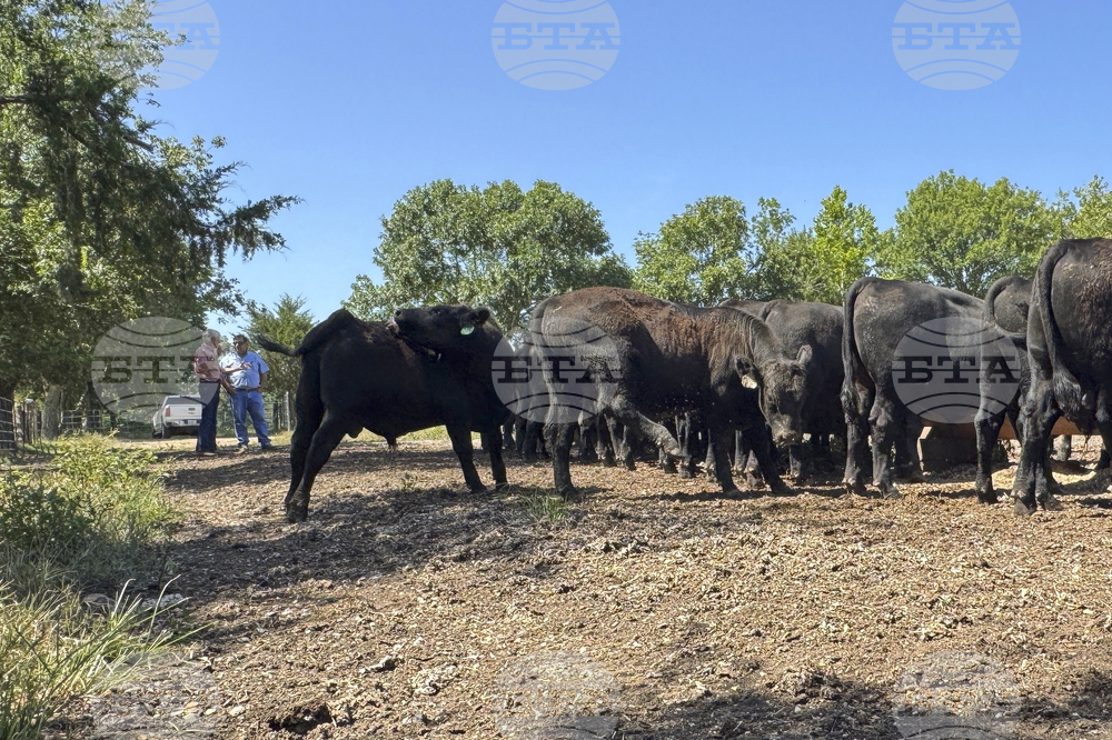 Beef Prices