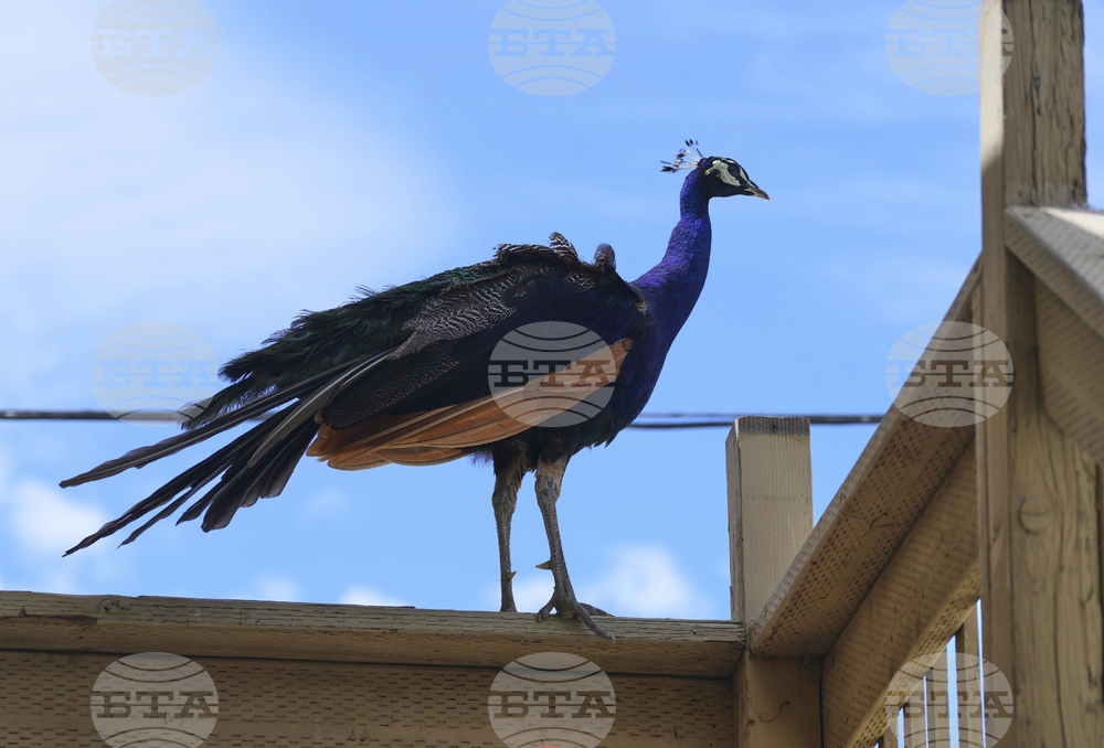 Missing Peacocks
