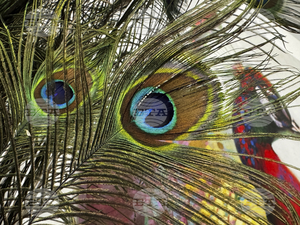 Missing Peacocks
