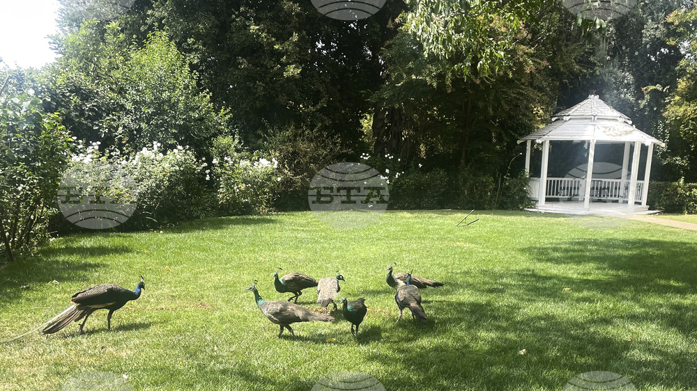 Missing Peacocks