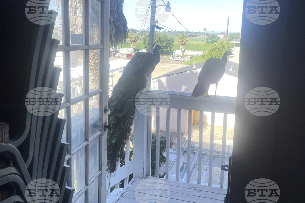Missing Peacocks