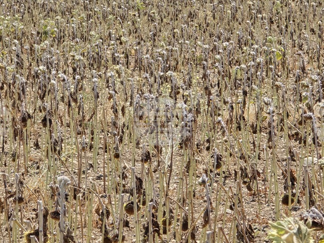 Реколтата от слънчоглед и царевица ще бъде слаба заради сушата, каза зърнопроизводител от Сливен