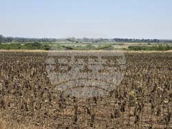 Реколтата от слънчоглед и царевица ще бъде слаба, каза зърнопроизводителят Станислав Димитров